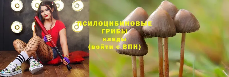 Псилоцибиновые грибы Psilocybine cubensis Вуктыл